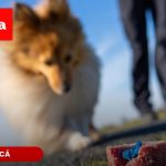 Casos de envenenamiento de perros en el sector conocido como Capellania.